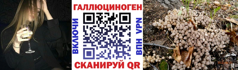 наркотики  Аргун  Галлюциногенные грибы Psilocybine cubensis 